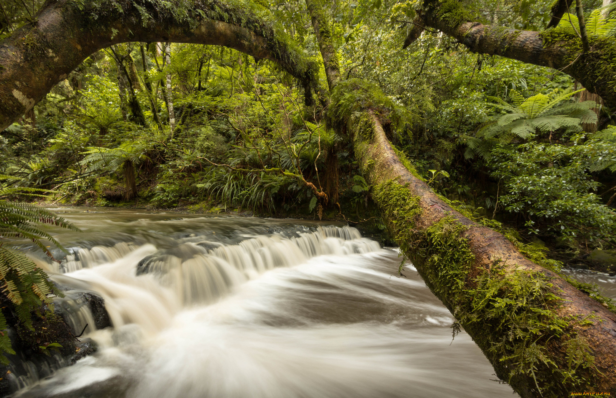 catlins, river, new, zealand, , , , , , , , , 
